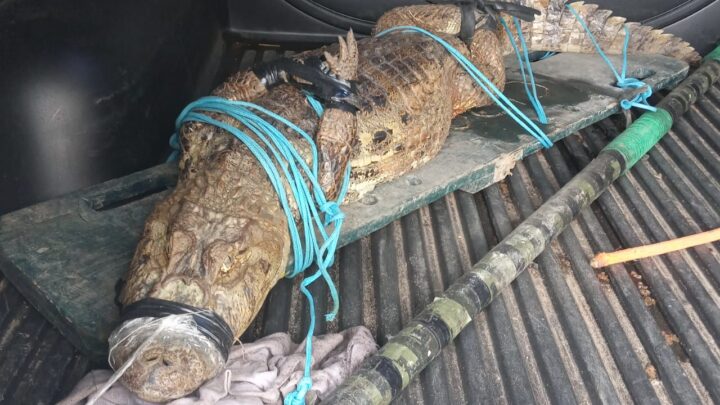 Cipoma resgata jacarés, jibóia, capivara e bicho preguiça em residências
