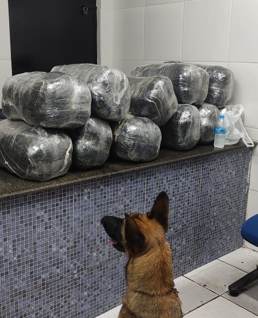 PMs apreendem 55 kg de maconha com ajuda da cadela farejadora Capitu PMs apreendem 55 kg de maconha com ajuda da cadela farejadora Capitu