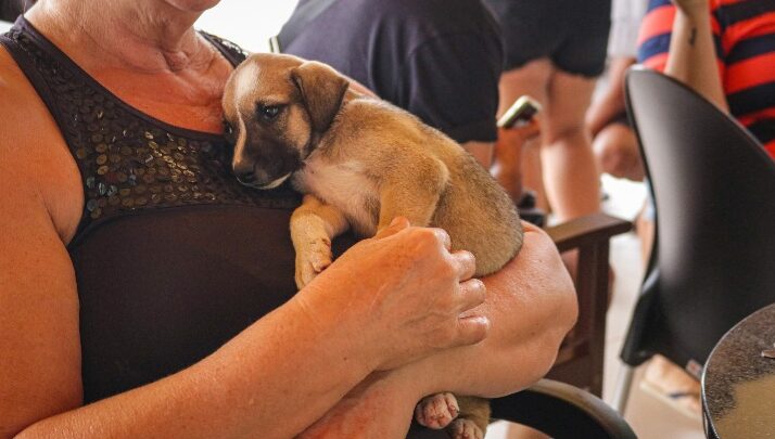Feira de Adoção de Animais em Caruaru nesta quarta (25) e quinta (26)