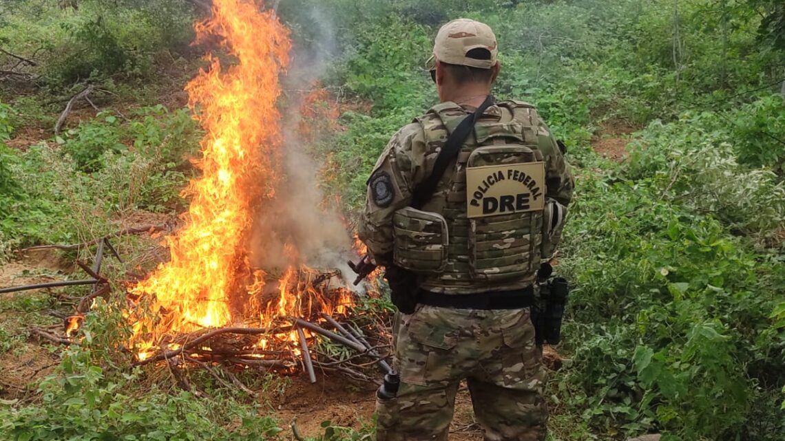 PF erradica 128 mil pés de maconha no Sertão de Pernambuco