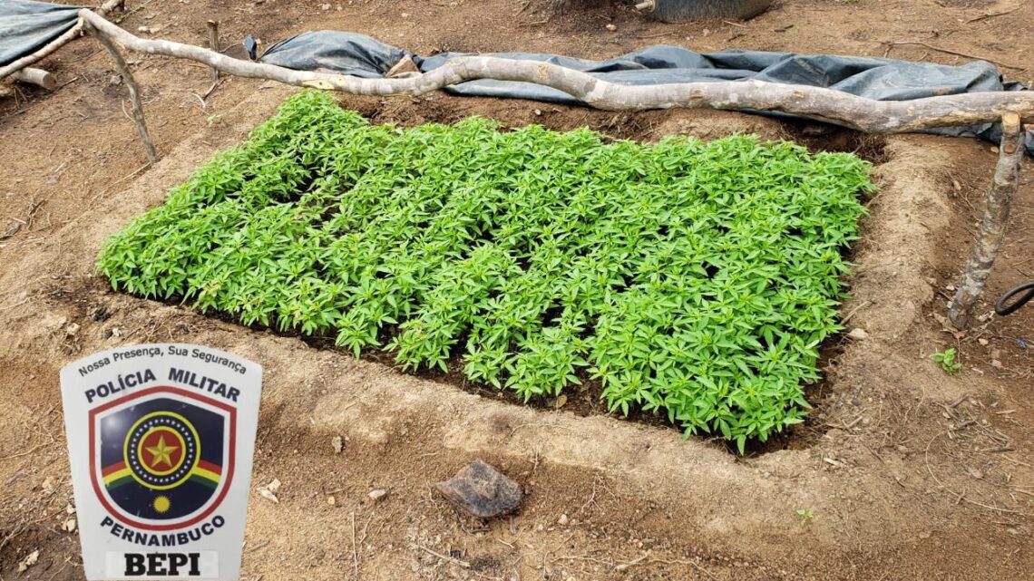 Plantação de maconha é erradicada pela polícia Plantação de maconha é erradicada pela polícia