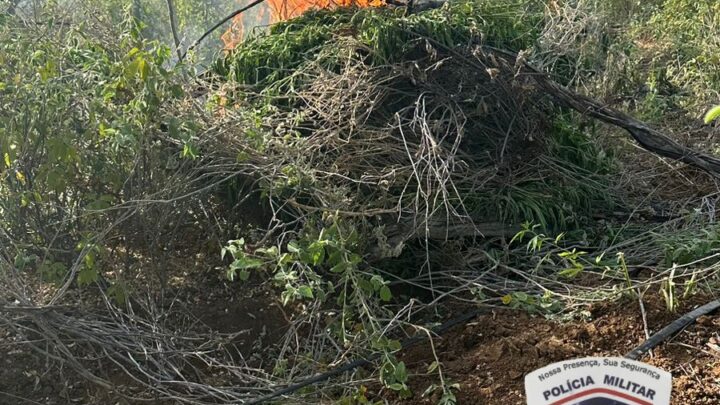 PM e PF erradica e incinera plantio de maconha