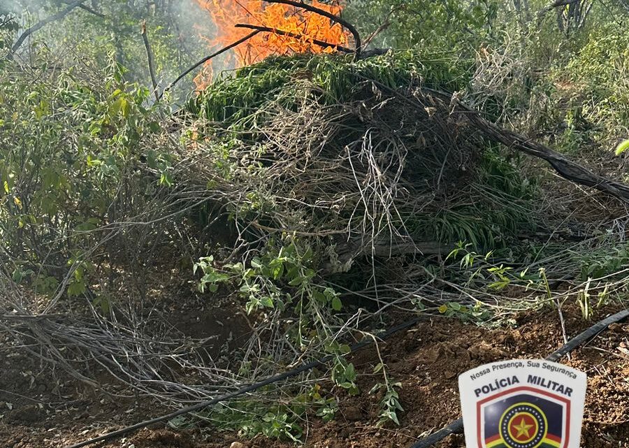 PM e PF erradica e incinera plantio de maconha