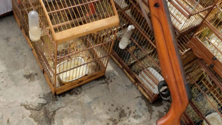 PM prende suspeito e resgata mais de 80 pássaros silvestres
