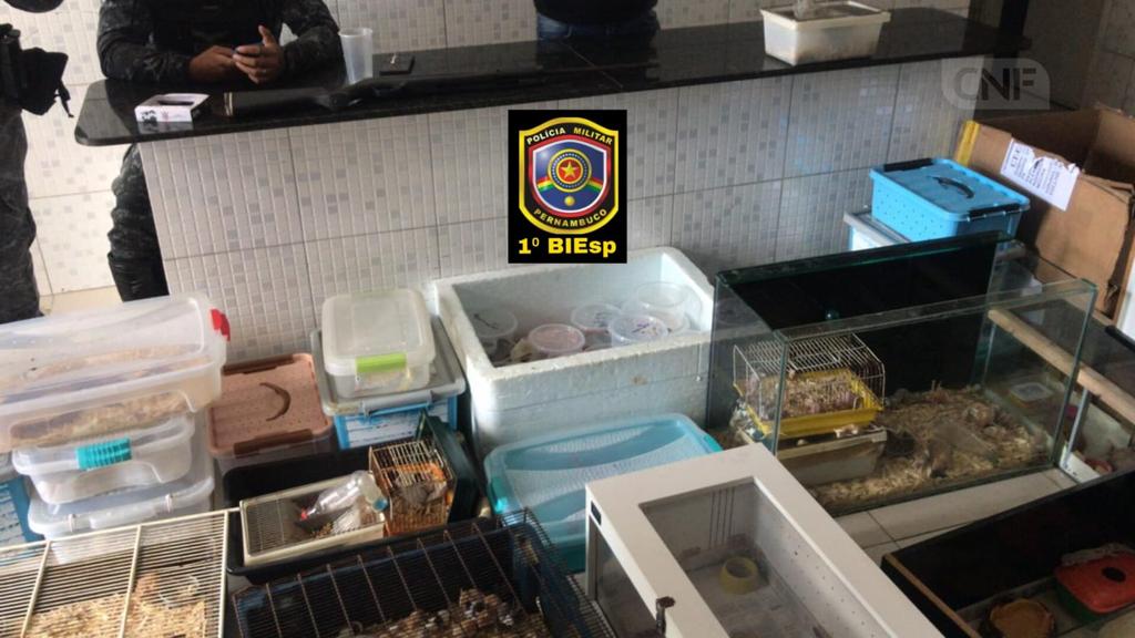 PM prende mulher é apreende cobras, lagartos e dezenas de pés de maconha em Caruaru PM prende mulher é apreende cobras, lagartos e dezenas de pés de maconha em Caruaru