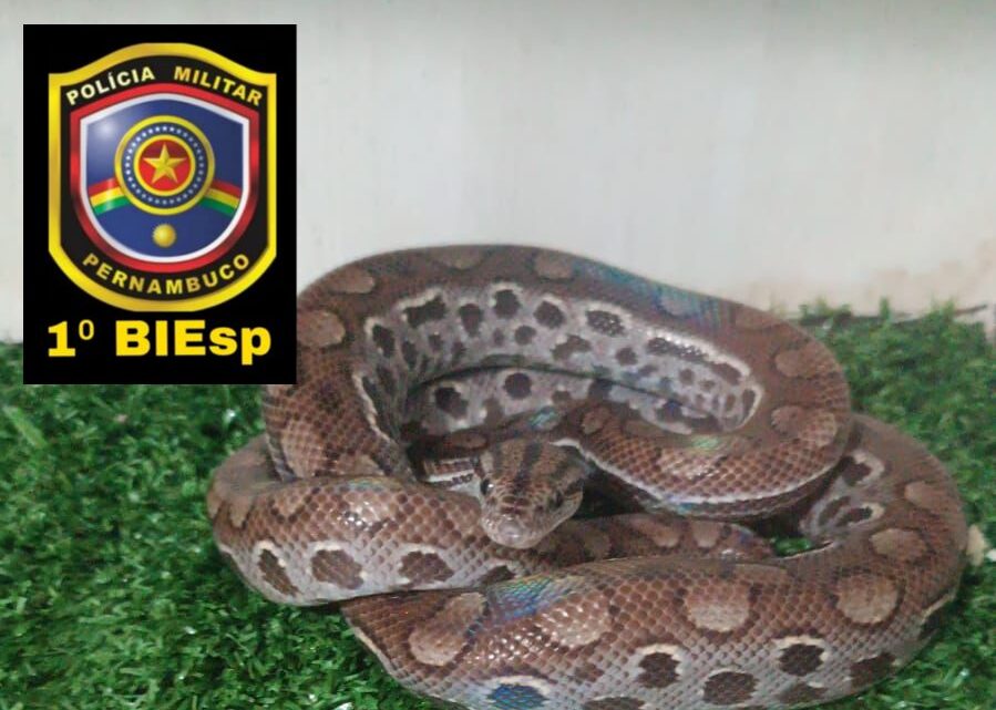 Mulher é presa com vários animais silvestres em Caruaru