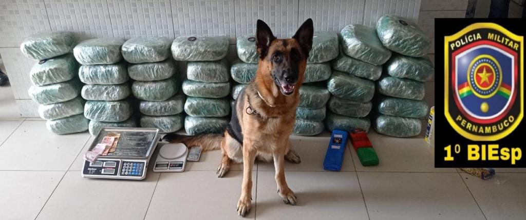 Mais de 40kg de maconhaapreendidos em Caruaru Mais de 40kg de maconhaapreendidos em Caruaru