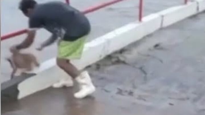 Cachorro jogado em correnteza de rio sobrevive e acusado é liberado em audiência de custódia