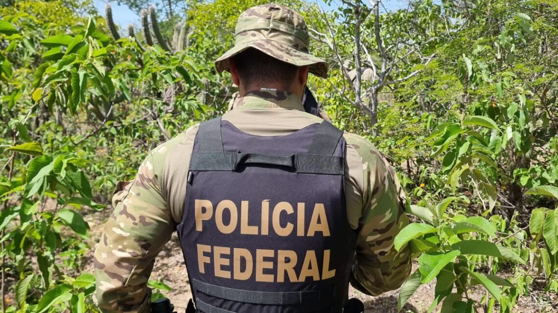 Polícia erradica 21 mil pés de maconha e evita produção de 4 toneladas da droga