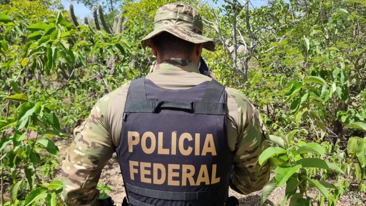 Polícia erradica 21 mil pés de maconha e evita produção de 4 toneladas da droga