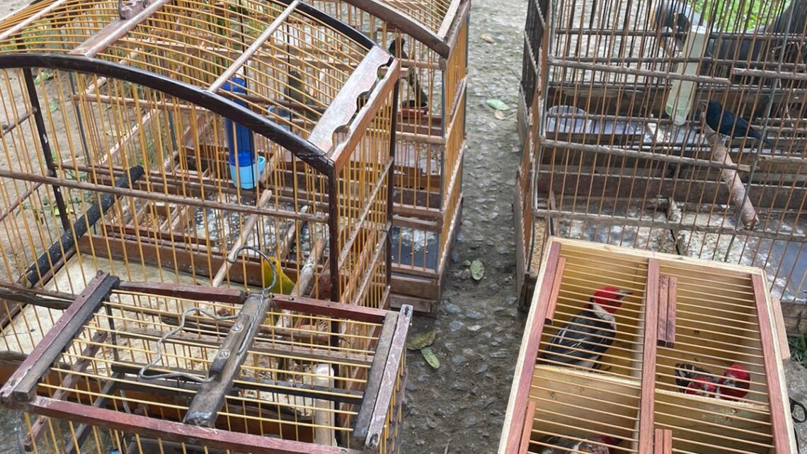 PM resgata pássaros e bicho preguiça