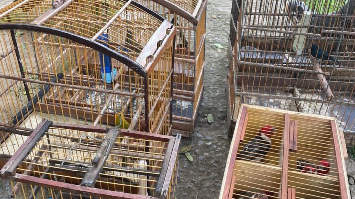 PM resgata pássaros e bicho preguiça