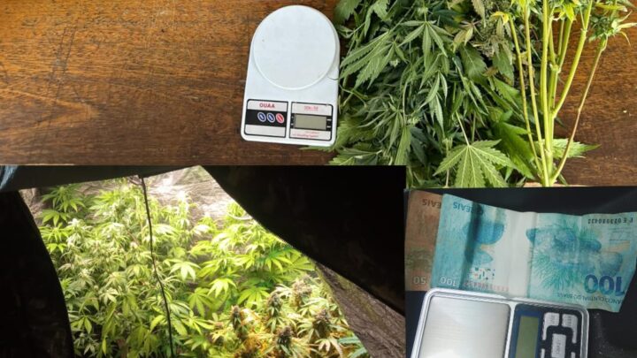 Dupla é presa com estufa caseira de maconha, em Petrolina