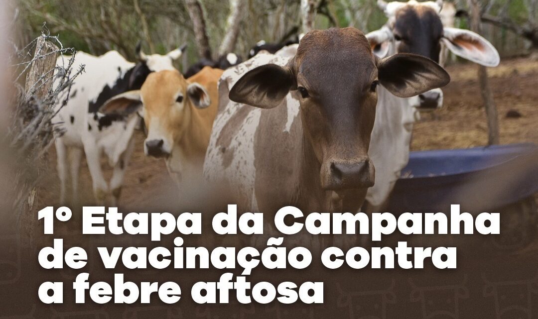 Iniciada campanha de vacinação contra a febre aftosa para os animais de todas as idades Iniciada campanha de vacinação contra a febre aftosa para os animais de todas as idades