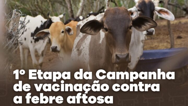 Iniciada campanha de vacinação contra a febre aftosa para os animais de todas as idades