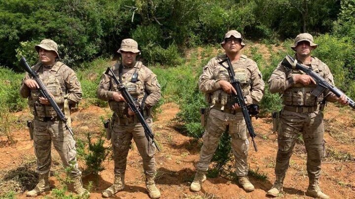 PM incinera plantação com mais de 10 mil pés de maconha no Sertão