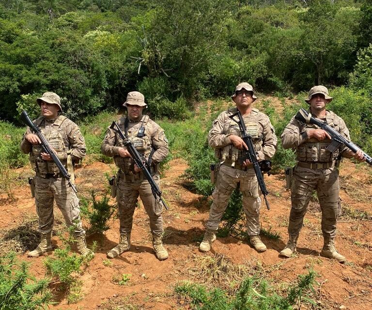 PM incinera plantação com mais de 10 mil pés de maconha no Sertão PM incinera plantação com mais de 10 mil pés de maconha no Sertão