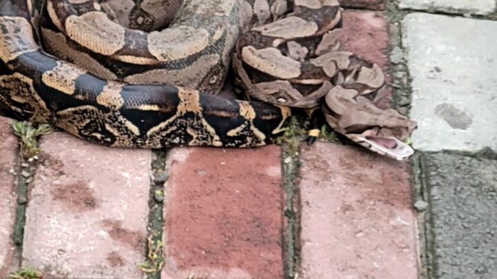 PM resgata cobra em terreno de residência