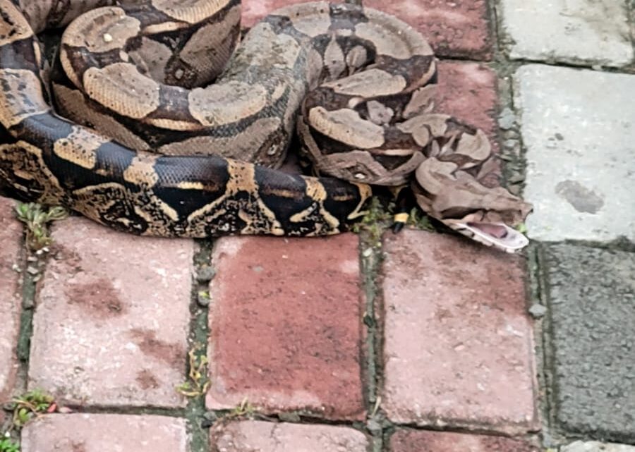 PM resgata cobra em terreno de residência PM resgata cobra em terreno de residência