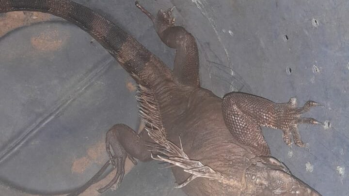 Iguana é resgatada em prédio de Olinda