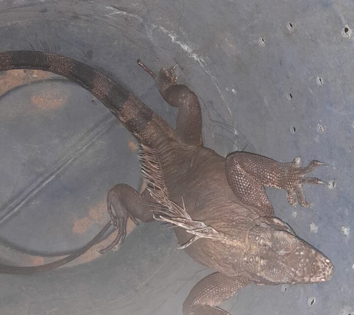 Iguana é resgatada em prédio de Olinda