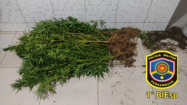 PM desmantela plantio de maconha em Caruaru
