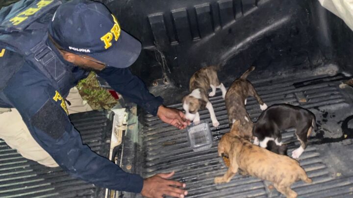 Filhotes de cães são resgatados na BR 423, procure o Centro de Zoonozes de Garanhuns e adote