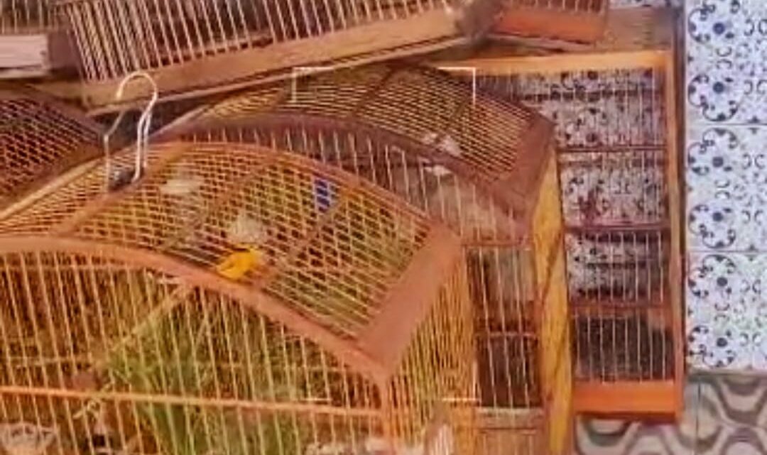 PM apreende pássaros silvestres e prende 12 pessoas