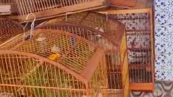 PM apreende pássaros silvestres e prende 12 pessoas