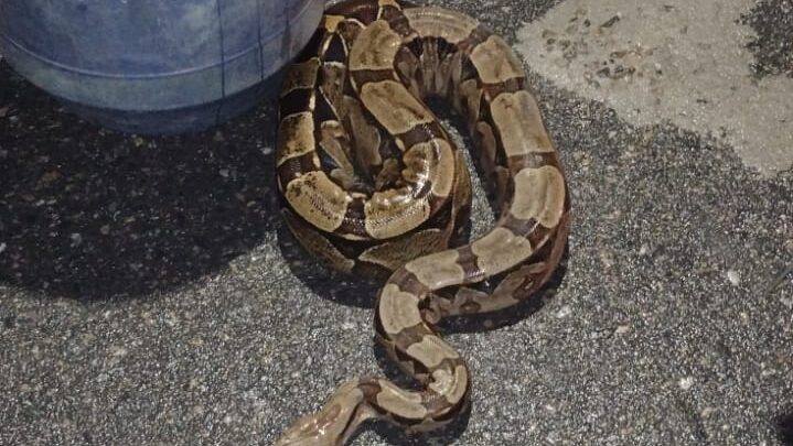 PMs resgatam jiboia que estava em uma casa