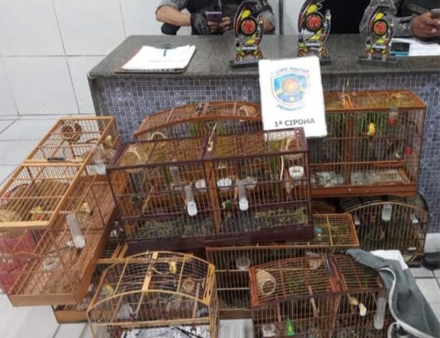 PM encerra torneio de canto de pássaros e prende 11 pessoas PM encerra torneio de canto de pássaros e prende 11 pessoas