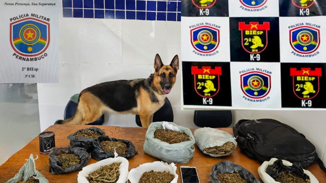 Homem é detido, após cadela de faro localizar quase 3kg de maconha Homem é detido, após cadela de faro localizar quase 3kg de maconha