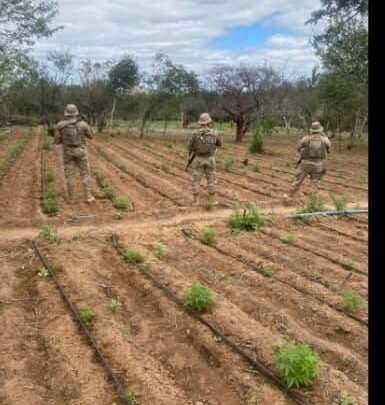 PM erradica grandeplantio de maconha