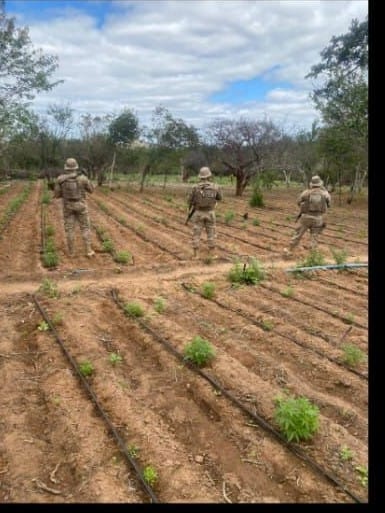 PM erradica grandeplantio de maconha PM erradica grandeplantio de maconha