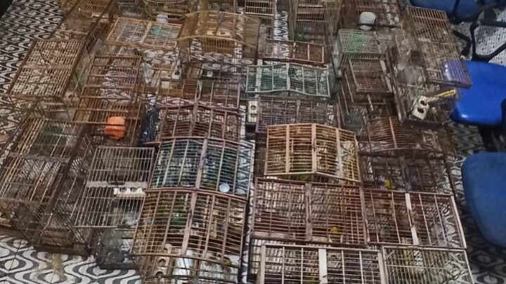 PM apreende pássaros silvestres e aves exóticas