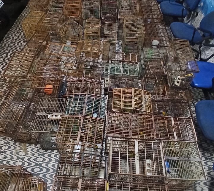 PM apreende pássaros silvestres e aves exóticas