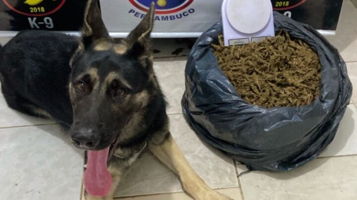 PM apreende drogas escondidas em buraco