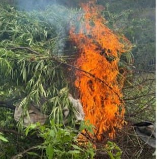 Plantação de maconha é erradicada no Sertão-PE