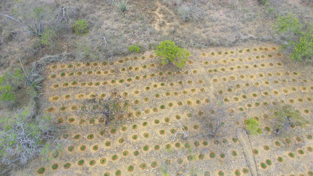 PM erradica plantio com 9.100 pés de maconha