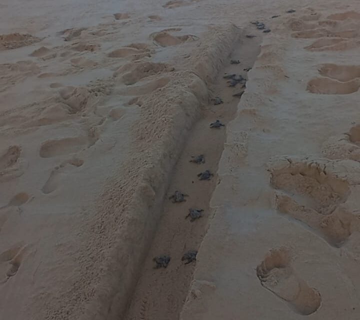 Filhotes de tartarugas marinhas são soltos na praia em Pernambuco Filhotes de tartarugas marinhas são soltos na praia em Pernambuco