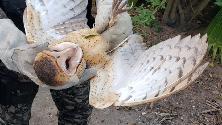 Animais silvestres são resgatados pela Cipoma