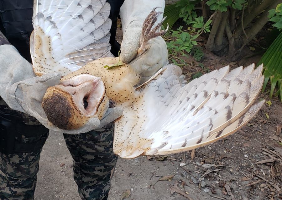 Animais silvestres são resgatados pela Cipoma Animais silvestres são resgatados pela Cipoma