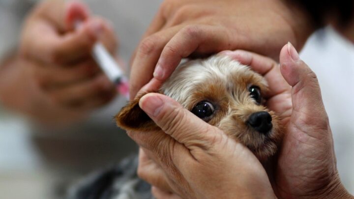 Hesitação vacinal nos pets no pós pandemia – por Breno Tabosa