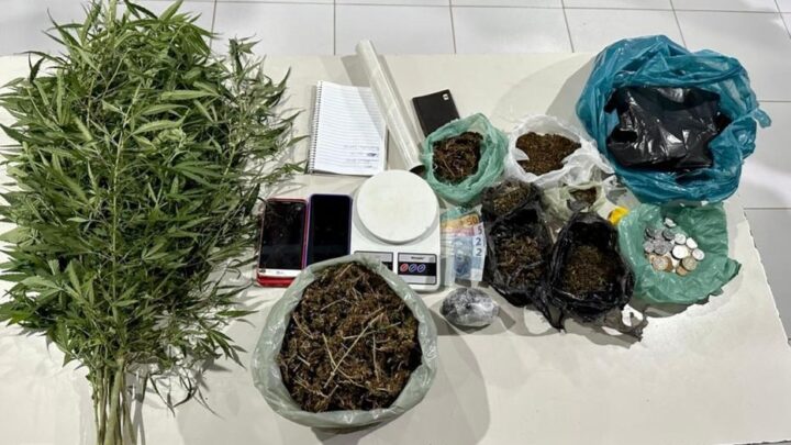 Dupla é presa por tráfico e cultivo de pés de maconha