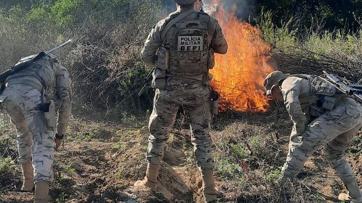 PM incinera plantação de maconha