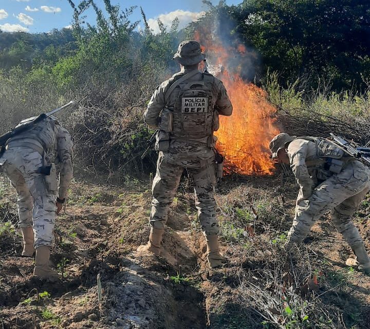 PM incinera plantação de maconha