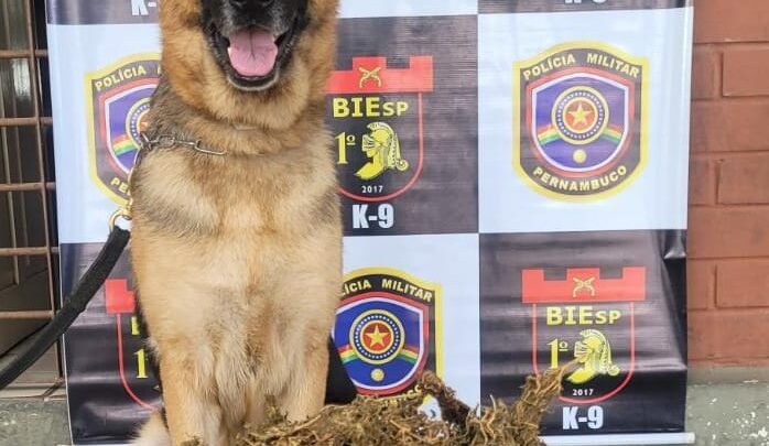 Cadela da PM encontra maconha enterrada na zona rural de Bezerros