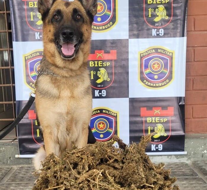 Cadela da PM encontra maconha enterrada na zona rural de Bezerros Cadela da PM encontra maconha enterrada na zona rural de Bezerros