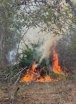 Erradicado plantio com mais de 400 covas e mais de 3.000 pés de maconha