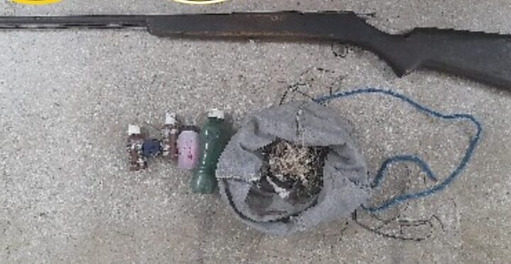 Roçado de maconha é erradicado e espingarda apreendida